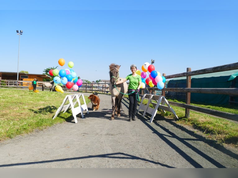 Icelandic Horse Mare 12 years 13.2 hh Dun in Euskirchen