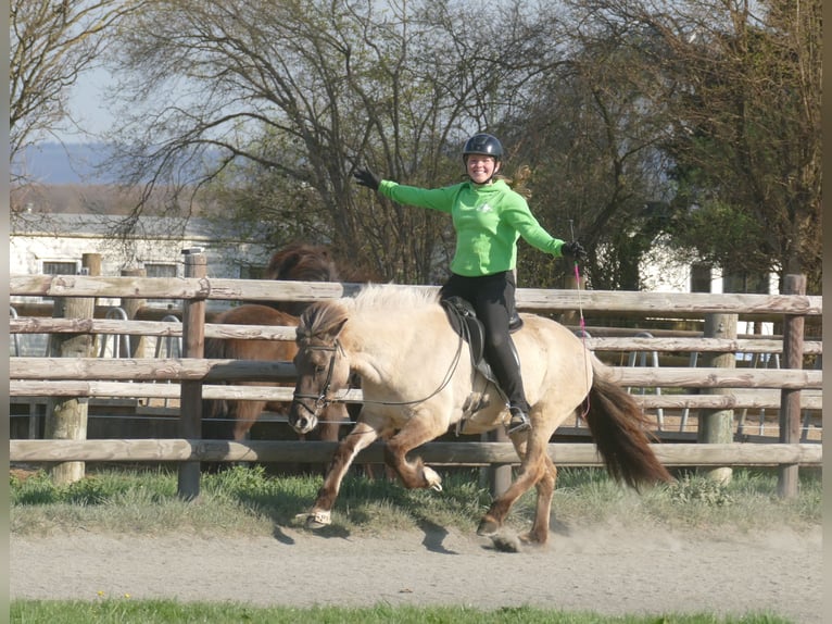 Icelandic Horse Mare 12 years 13.2 hh Dun in Euskirchen