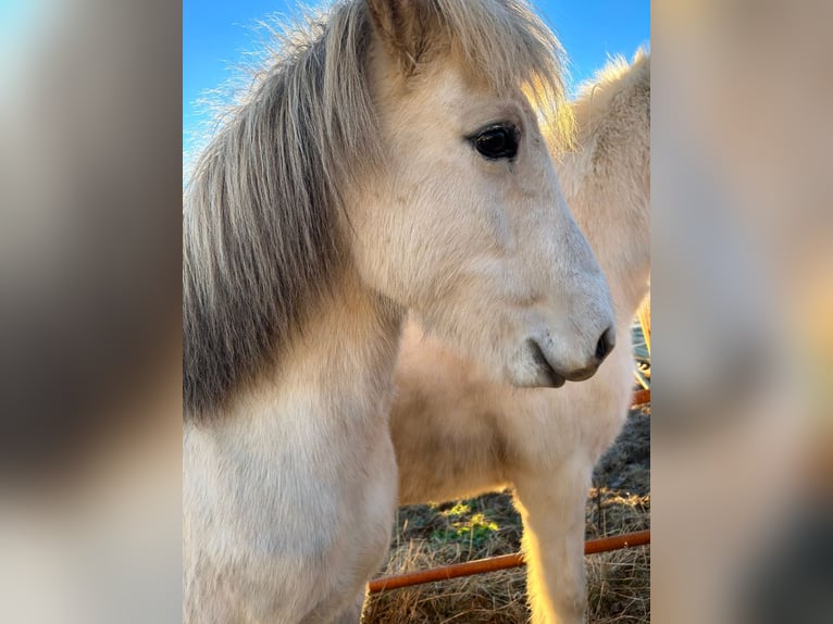 Icelandic Horse Mare 12 years 13.2 hh Grey in selfoss