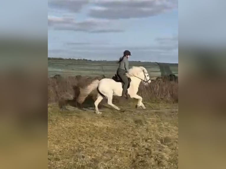 Icelandic Horse Mare 12 years 13.2 hh Grey in Kremmen