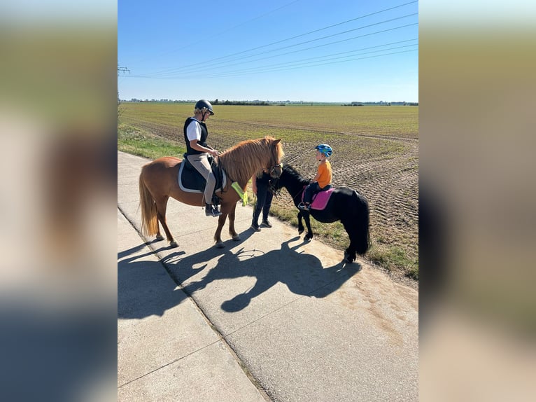 Icelandic Horse Mare 12 years 13,3 hh Chestnut-Red in Stegelitz