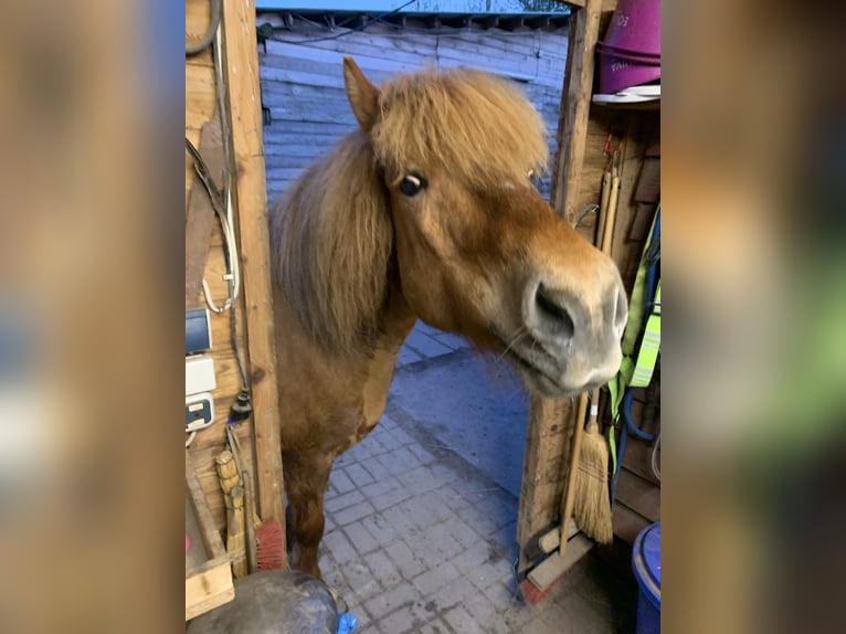 Icelandic Horse Mare 12 years 13,3 hh Chestnut-Red in Stegelitz