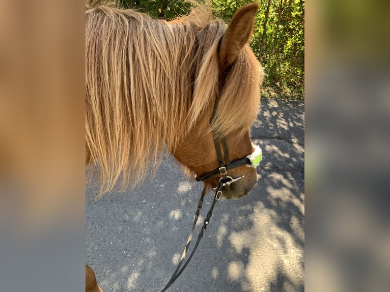 Icelandic Horse Mare 12 years 13,3 hh Chestnut-Red in Stegelitz