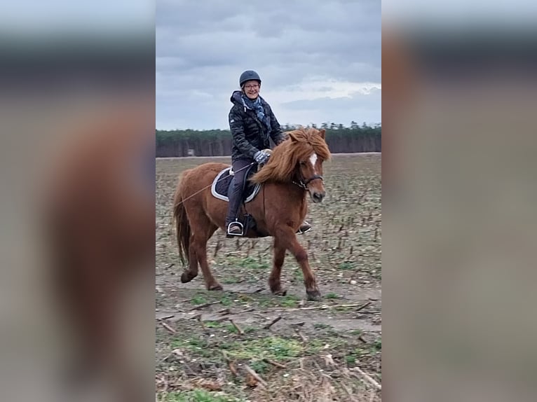 Icelandic Horse Mare 12 years 13,3 hh Chestnut-Red in Ziepel