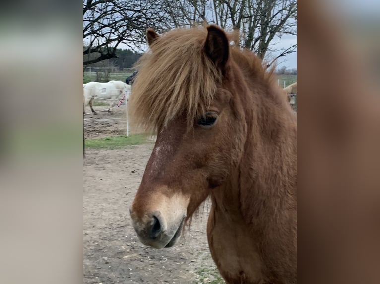 Icelandic Horse Mare 12 years 13,3 hh Chestnut-Red in Ziepel