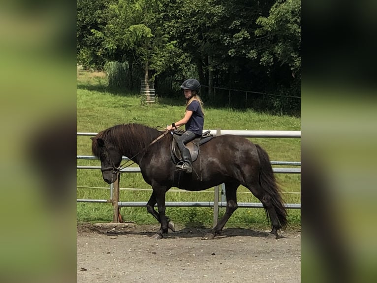 Icelandic Horse Mare 12 years 13,3 hh in Kirchendemenreut