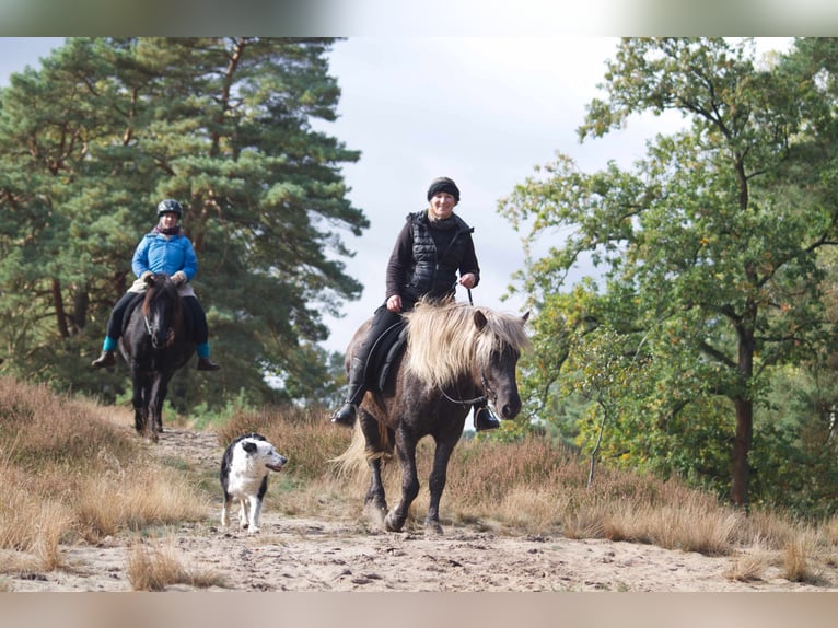 Icelandic Horse Mare 12 years 13,3 hh in Ribbesbüttel