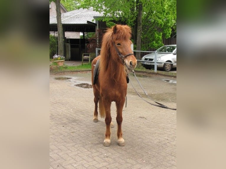 Icelandic Horse Mare 12 years 13 hh Chestnut-Red in Hamburg