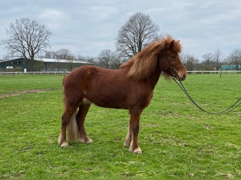 Icelandic Horse Mare 12 years 13 hh Chestnut-Red in Hamburg