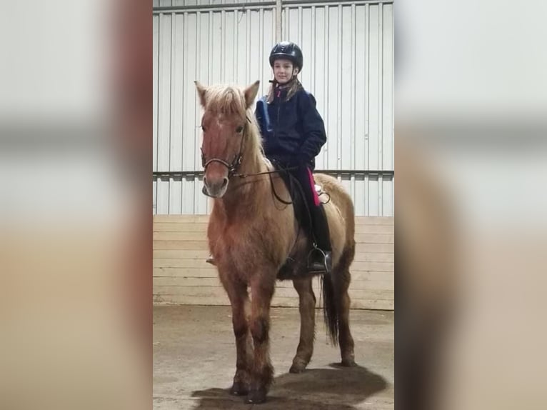 Icelandic Horse Mare 12 years 13 hh Dun in Walshausen