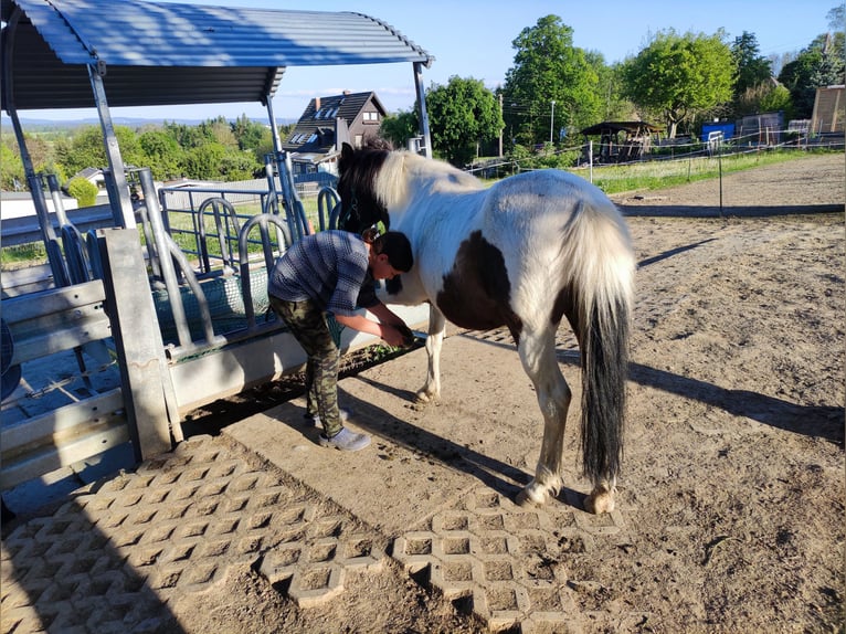 Icelandic Horse Mix Mare 12 years 13 hh Pinto in Treuen