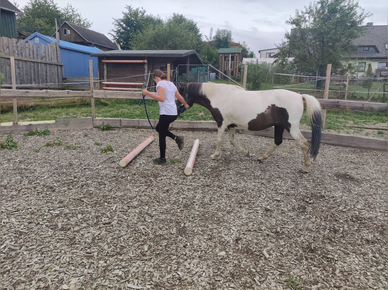 Icelandic Horse Mix Mare 12 years 13 hh Pinto in Treuen