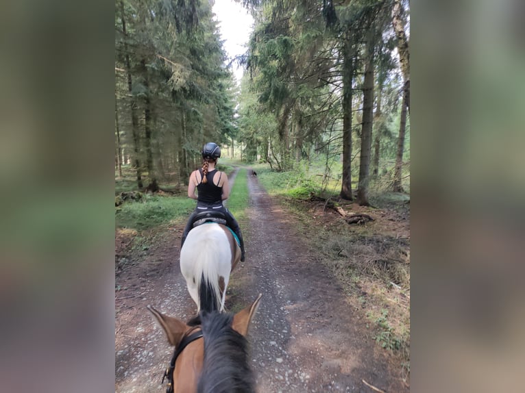 Icelandic Horse Mix Mare 12 years 13 hh Pinto in Treuen