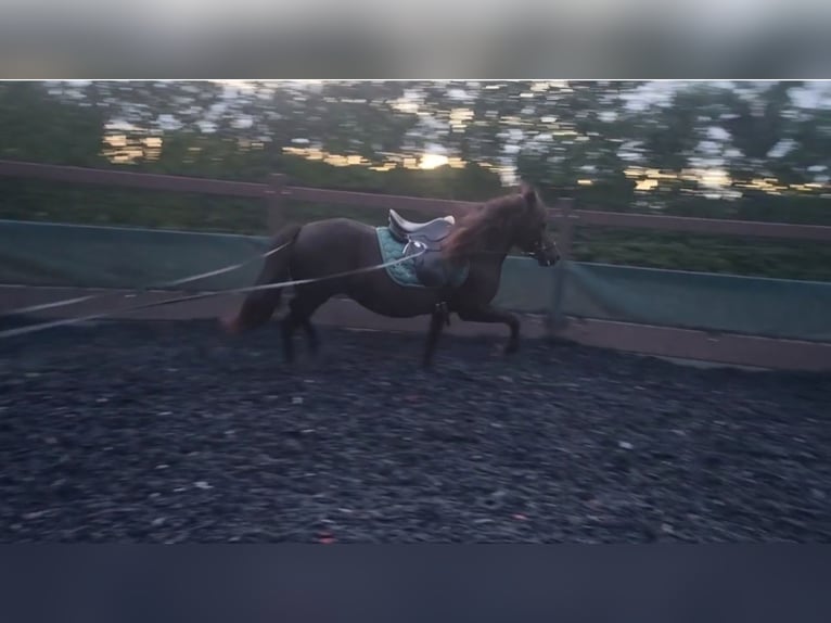 Icelandic Horse Mare 12 years 13,1 hh Black in Herford