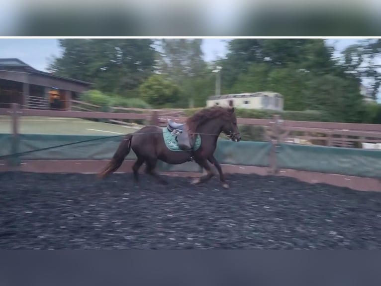 Icelandic Horse Mare 12 years 13,1 hh Black in Herford