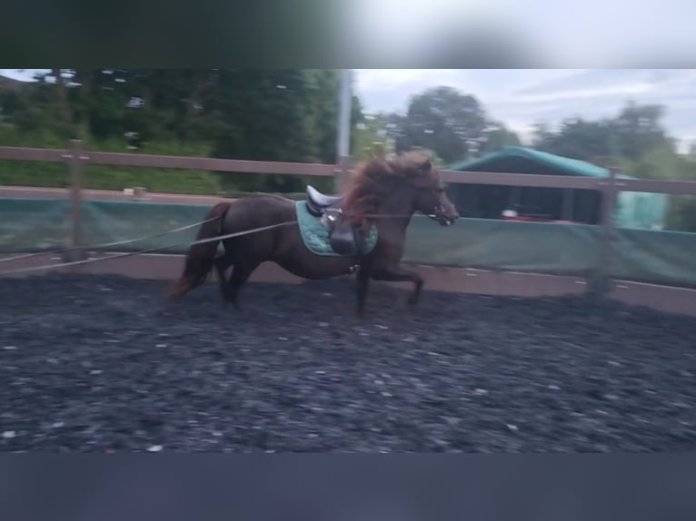 Icelandic Horse Mare 12 years 13,1 hh Black in Herford