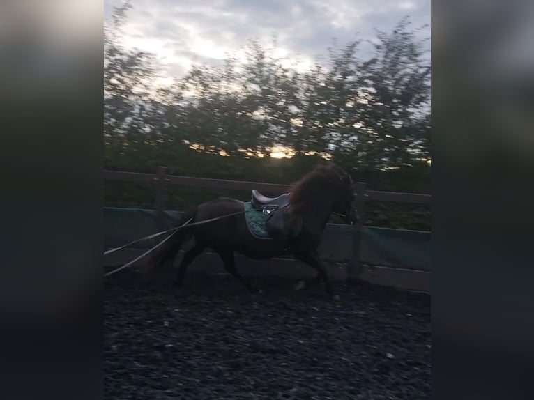 Icelandic Horse Mare 12 years 13,1 hh Black in Herford