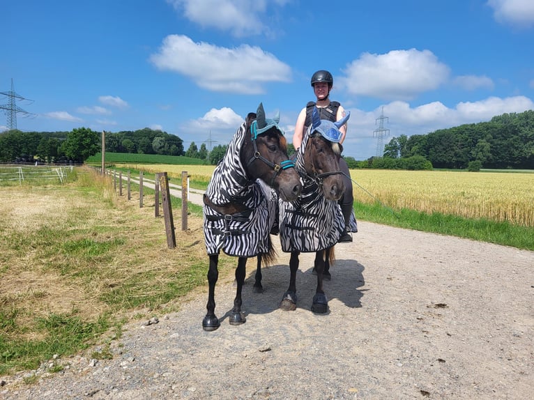 Icelandic Horse Mare 12 years 13,1 hh Black in Herford