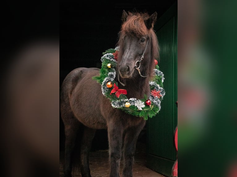 Icelandic Horse Mare 12 years 13,1 hh Black in Herford