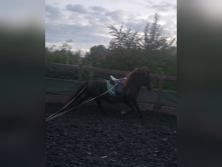Icelandic Horse Mare 12 years 13,1 hh Black in Herford