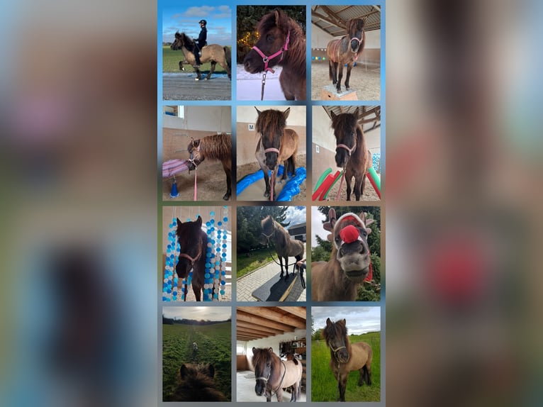 Icelandic Horse Mare 12 years 13,1 hh Dun in Bruchsal