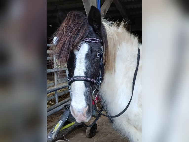 Icelandic Horse Mare 12 years 13,1 hh Pinto in Saarland