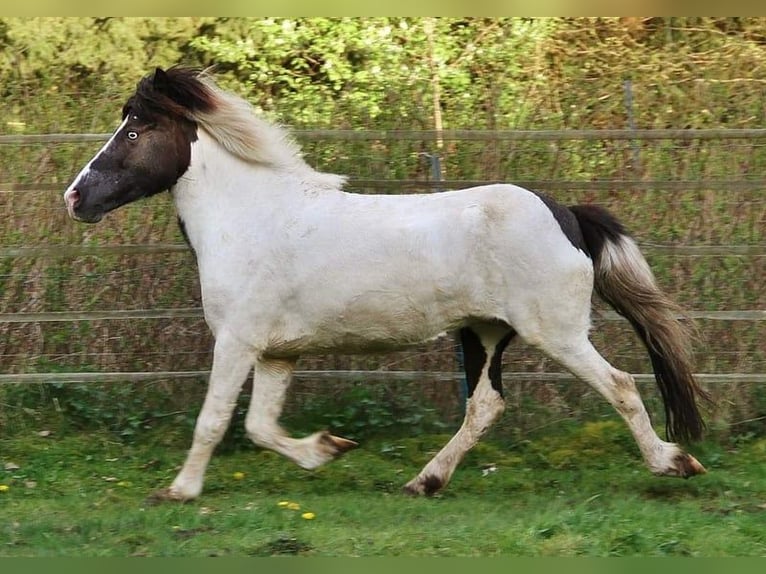 Icelandic Horse Mare 12 years 13,1 hh Pinto in Saarland