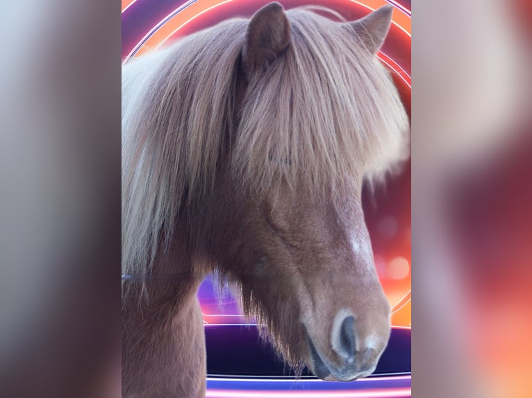 Icelandic Horse Mare 12 years 13,1 hh Pinto in Viersen