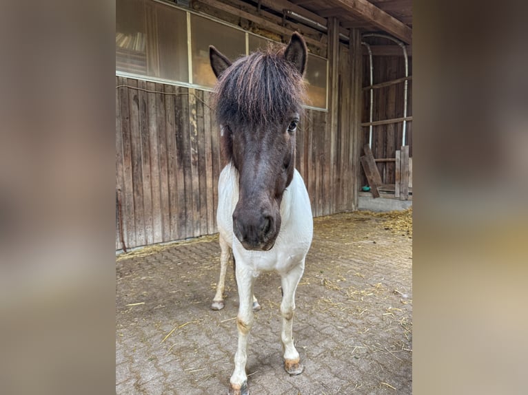 Icelandic Horse Mare 12 years 13,1 hh Pinto in Oberstenfeld