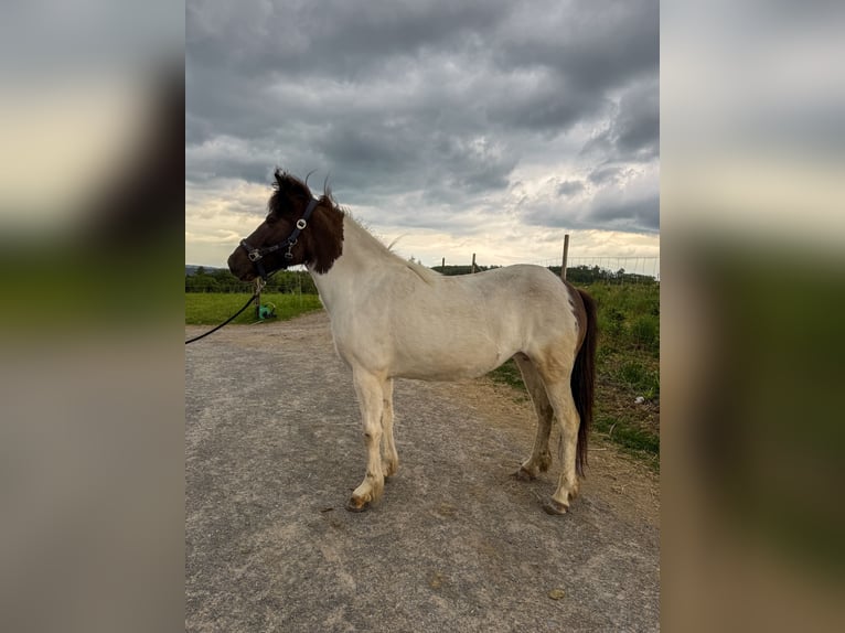 Icelandic Horse Mare 12 years 13,1 hh Pinto in Oberstenfeld