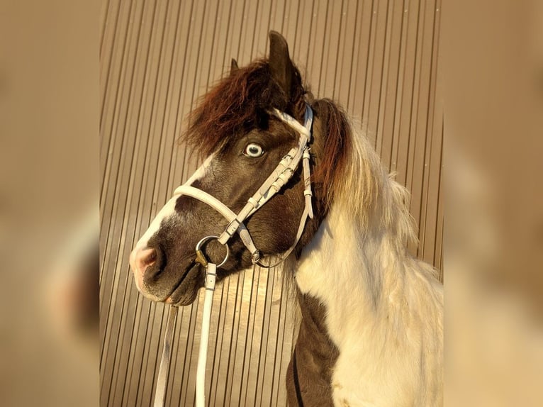 Icelandic Horse Mare 12 years 13,1 hh Pinto in Saarland