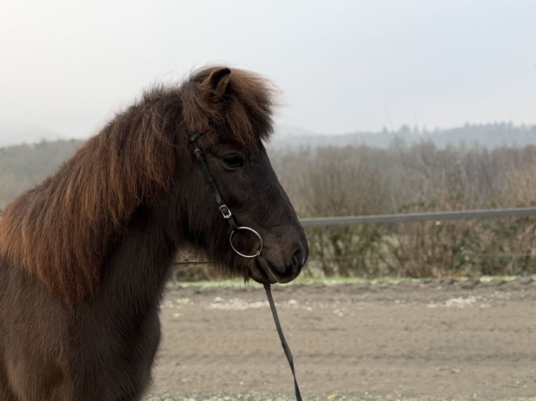 Icelandic Horse Mare 12 years 13,2 hh Black in Bad Honnef