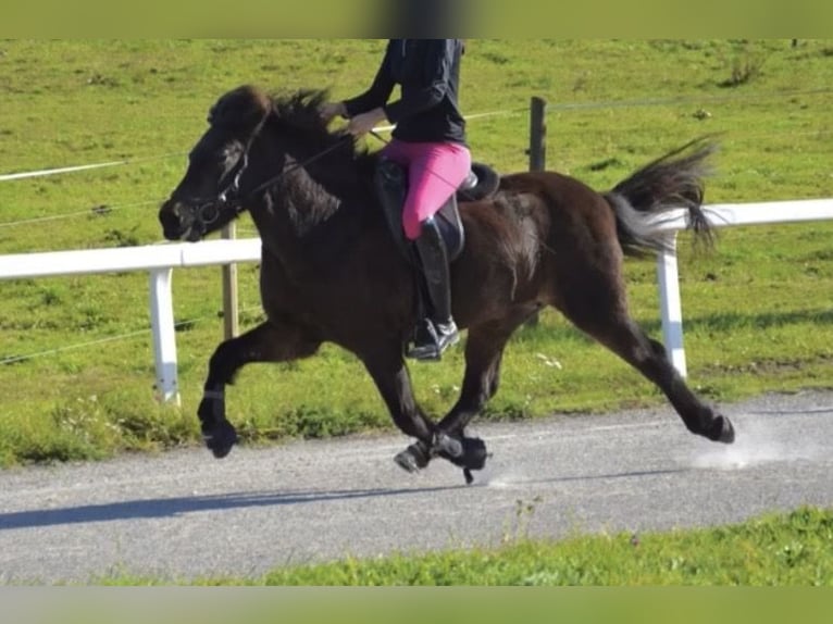Icelandic Horse Mare 12 years 13,2 hh Brown in Fronreute