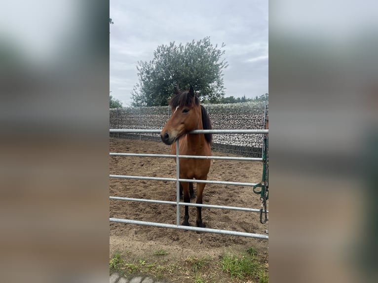 Icelandic Horse Mare 12 years 13,2 hh Brown in Soltau