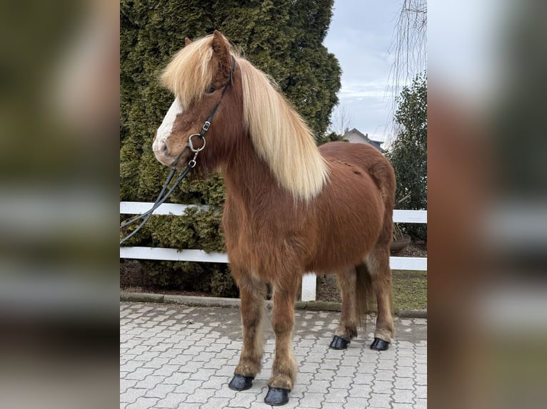 Icelandic Horse Mare 12 years 13,2 hh Chestnut-Red in Lochen am See