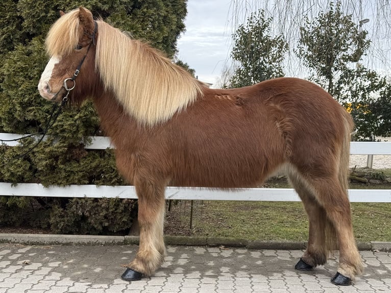 Icelandic Horse Mare 12 years 13,2 hh Chestnut-Red in Lochen am See