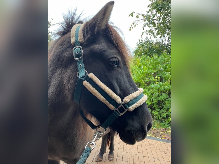Icelandic Horse Mare 12 years 13,2 hh Dun in Oberscheidweiler