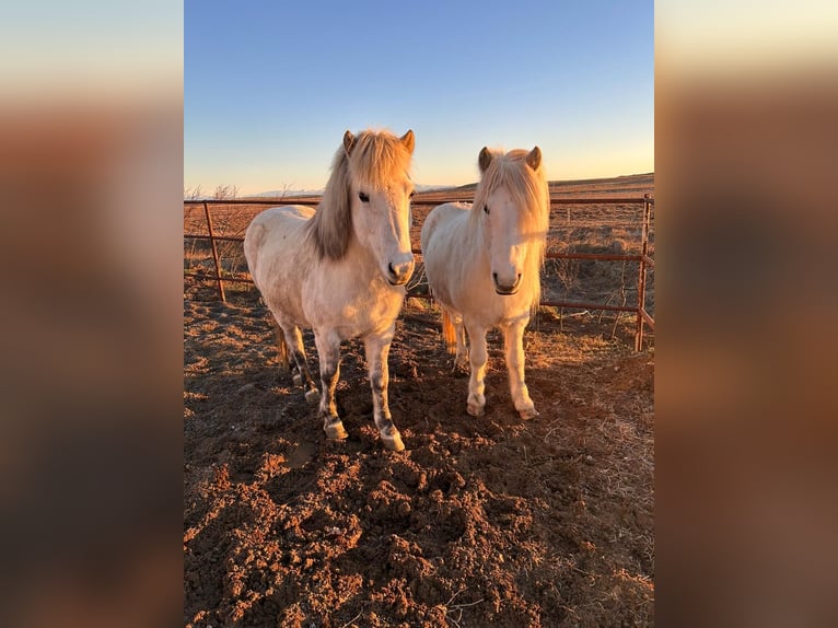 Icelandic Horse Mare 12 years 13,2 hh Grey in selfoss