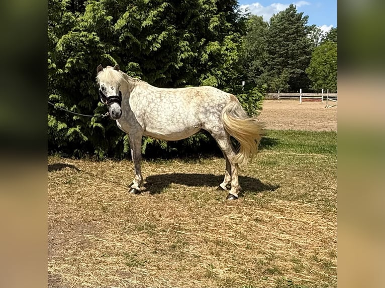 Icelandic Horse Mare 12 years 13,2 hh Grey-Fleabitten in Windhagen