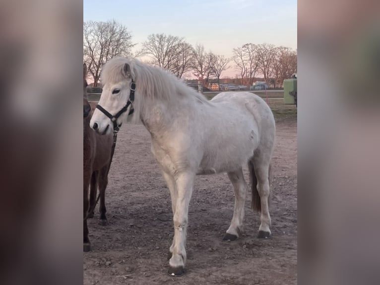 Icelandic Horse Mare 12 years 13,2 hh Grey in Kremmen
