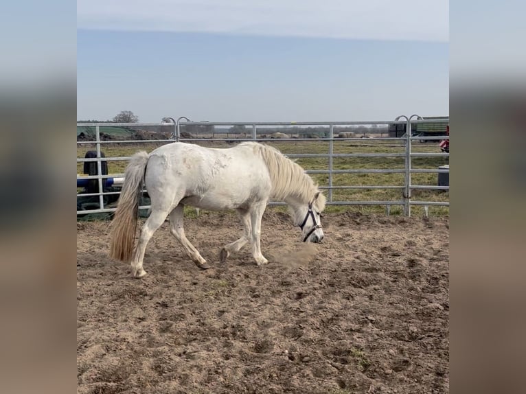 Icelandic Horse Mare 12 years 13,2 hh Grey in Kremmen