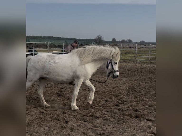 Icelandic Horse Mare 12 years 13,2 hh Grey in Kremmen