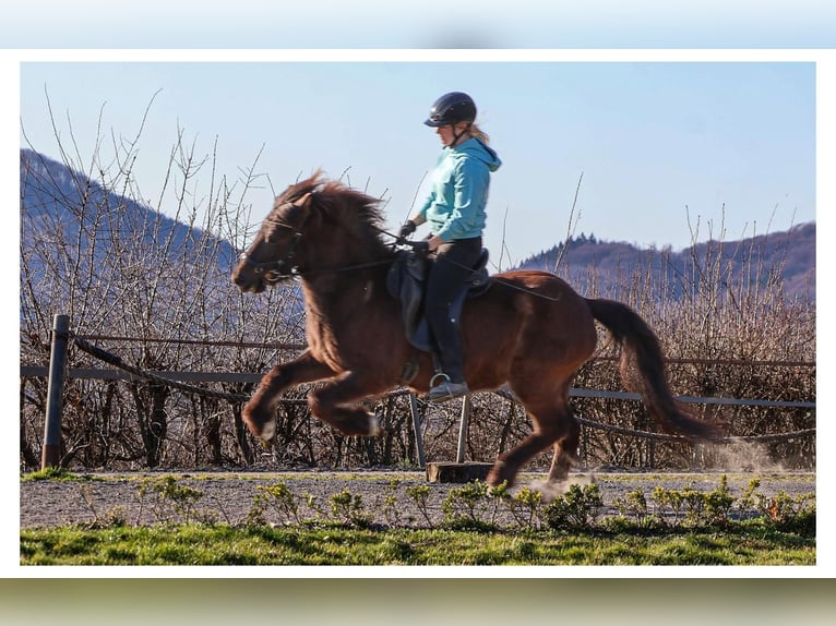 Icelandic Horse Mare 12 years 13,2 hh Grey in Bad Honnef