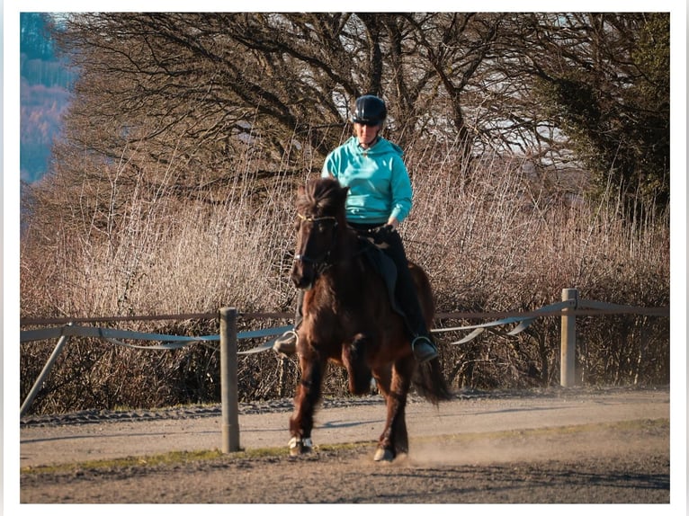 Icelandic Horse Mare 12 years 13,2 hh Grey in Bad Honnef