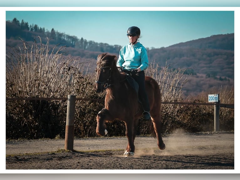 Icelandic Horse Mare 12 years 13,2 hh Grey in Bad Honnef