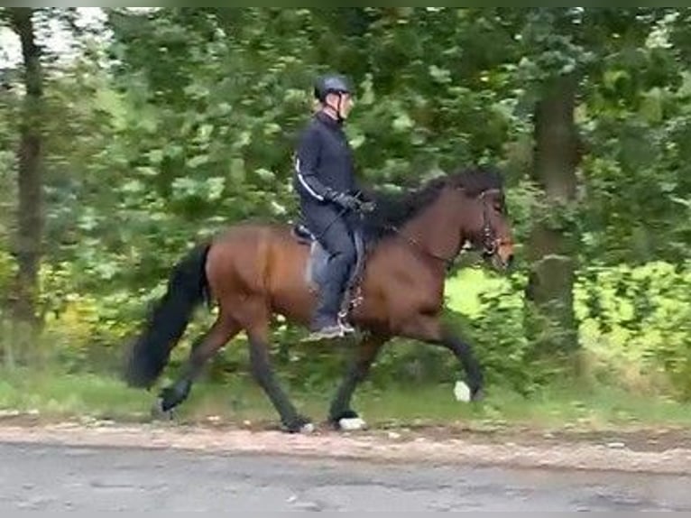 Icelandic Horse Mare 12 years 13,3 hh Brown in Schneverdingen