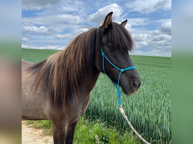 Icelandic Horse Mare 12 years 13,3 hh Dun in Ergoldsbach