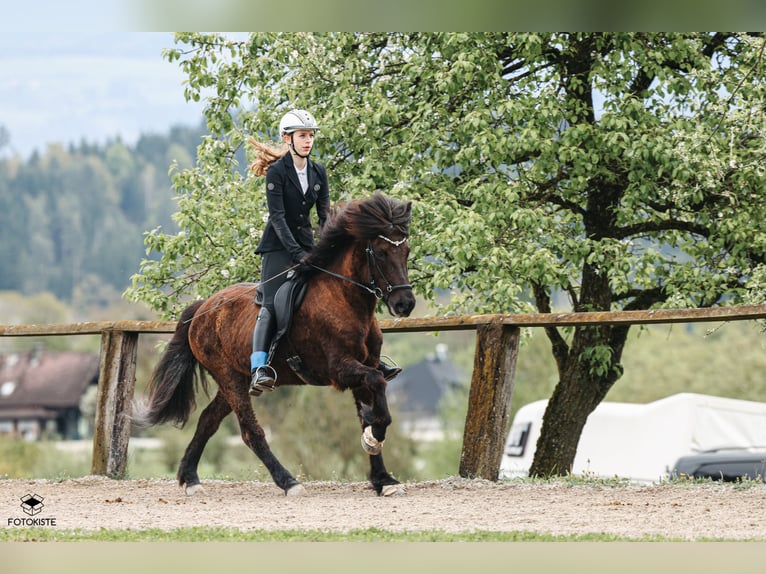 Icelandic Horse Mare 12 years 14.1 hh Black in Neusiedl am Strinfeld
