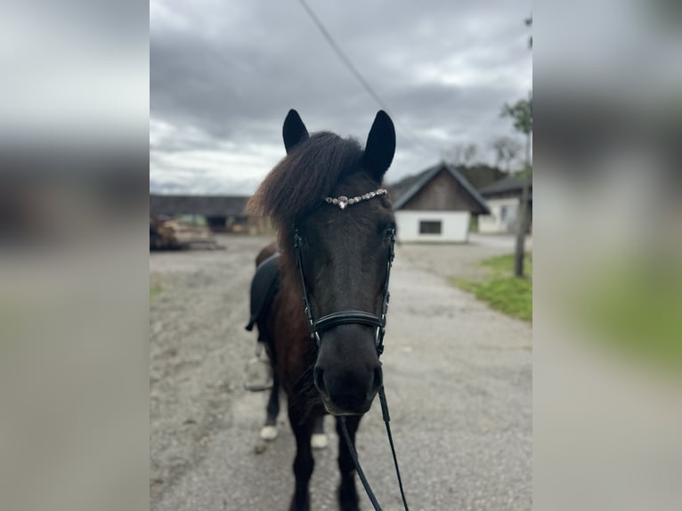 Icelandic Horse Mare 12 years 14.1 hh Black in Neusiedl am Strinfeld
