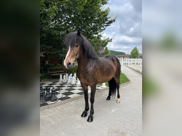 Icelandic Horse Mare 12 years 14,1 hh Brown in Lochen am See